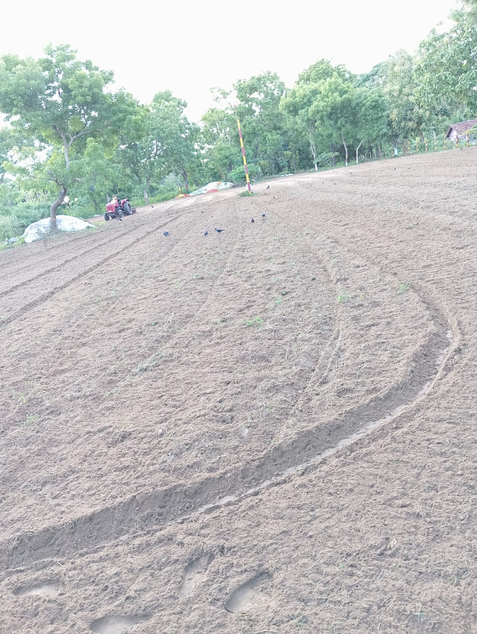 ஆரம்பமானது மாவீரர் வாரம் - கொட்டும் மழைக்குள்ளும் துயிலுமில்லங்களில் நினைவேந்தல் நிகழ்வுகள்!! 12