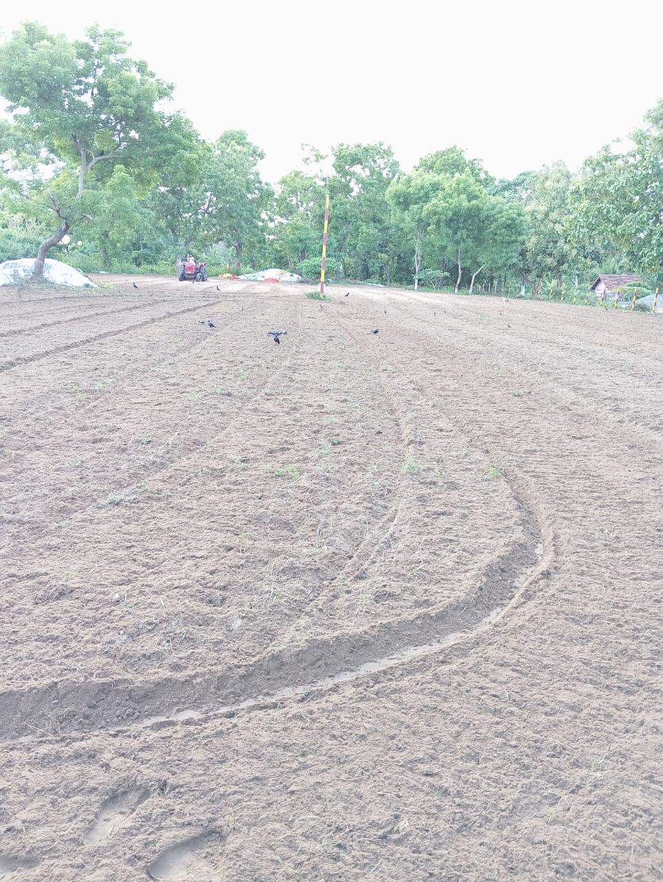 ஆரம்பமானது மாவீரர் வாரம் - கொட்டும் மழைக்குள்ளும் துயிலுமில்லங்களில் நினைவேந்தல் நிகழ்வுகள்!! 13